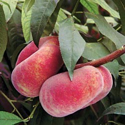 fruta a domicilio madrid peach