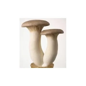 Boletus Cultivados caja Tienda verdura a domicilio Madrid