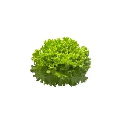 Lechuga Batavia Tienda verdura a domicilio Madrid