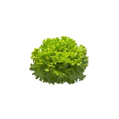 Lechuga Batavia Tienda verdura a domicilio Madrid